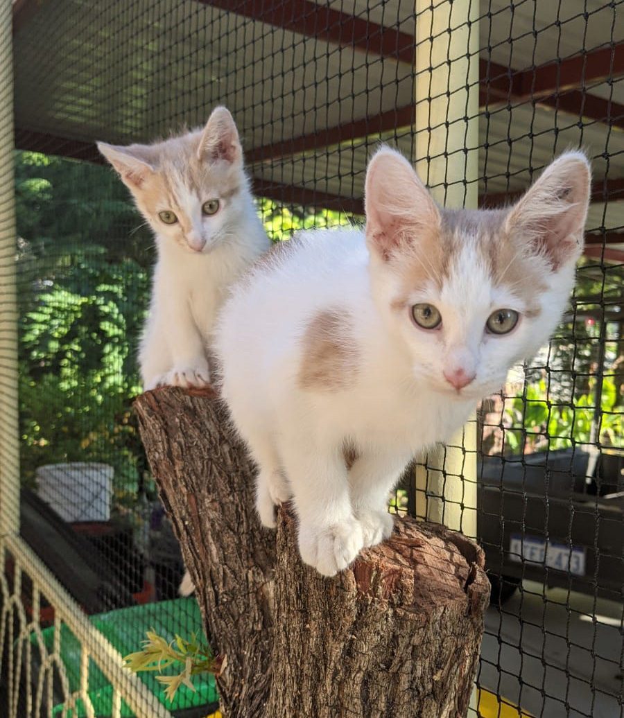 ks kittens on tree