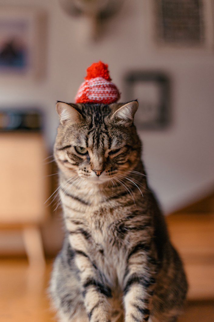 a grumpy stripy cat wears a tiny red beanie hat