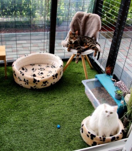 cat-enclosure-ideas-in-perth
