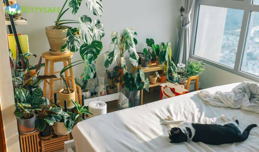 how much space does indoor cat need in perth