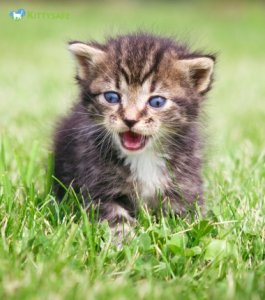 Warning signs your cat is crying for help
