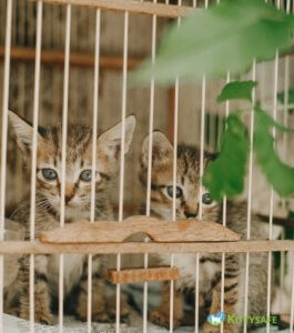 how much does a catio cost