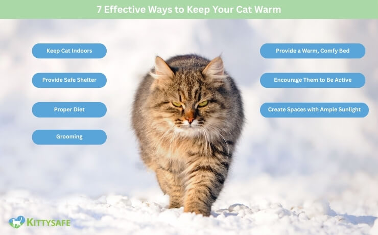 7 effective ways to keep your cat warm