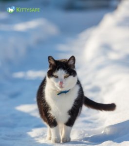 do cats feel cold