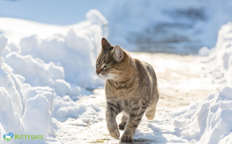 factors affecting a cats cold tolerance
