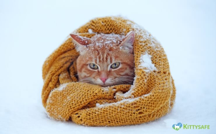 understanding cats temperature sensitivity