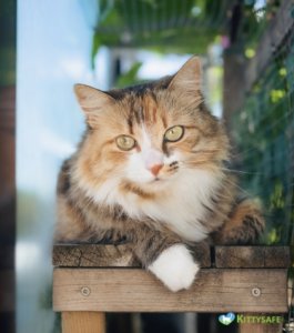 cleaning and maintenance tips for outdoor cat enclosures