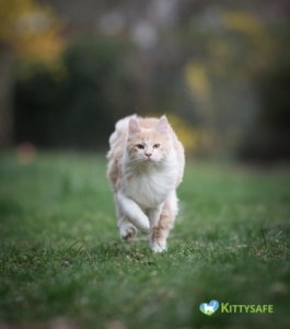how fast can a cat run