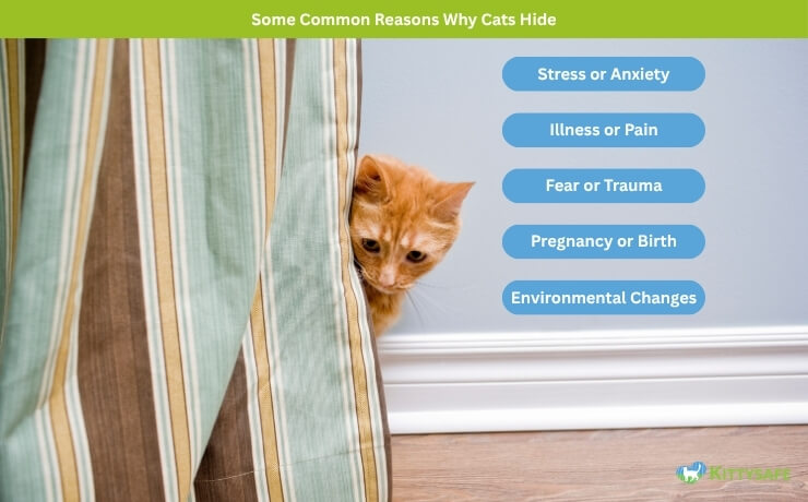 common reasons cats hide
