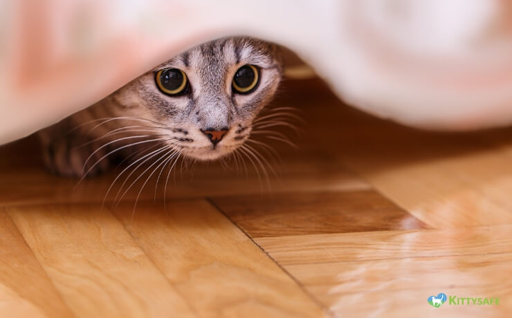 is hiding normal for cats