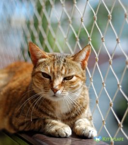 How Cat Netting Helps Prevent Council Fines